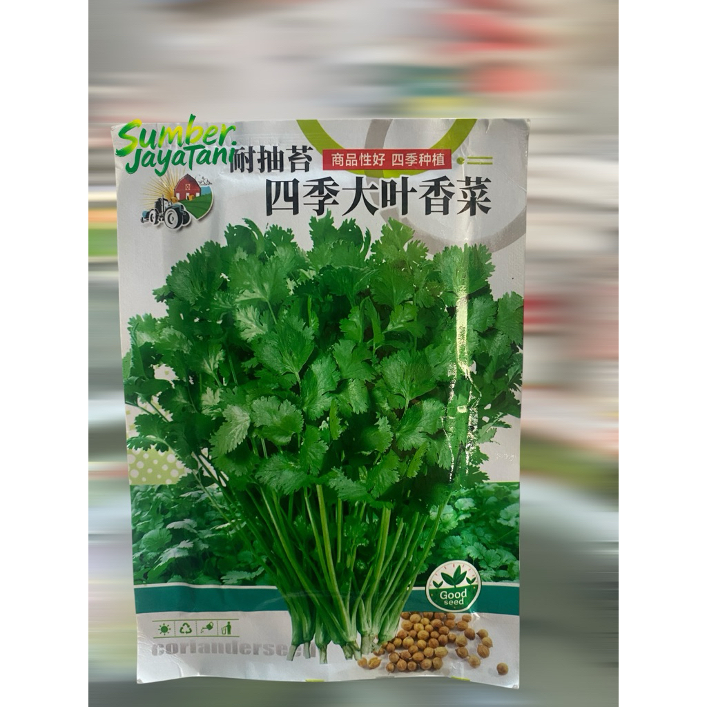 bibit daun ketumbar wansui