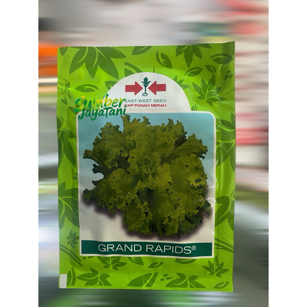 bibit selada grand rapids panah merah