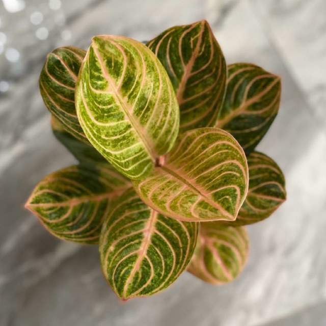 Aglonema Rinjani/Tanaman Hias Aglonema Rinjani