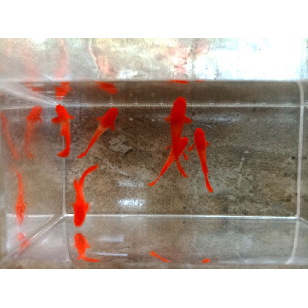 Albino Koi Red Ear Gen King Albino Koi Hiasan Akuarium Koi Red Ear Red Guppy Ikan hias Ikan Guppy Sa