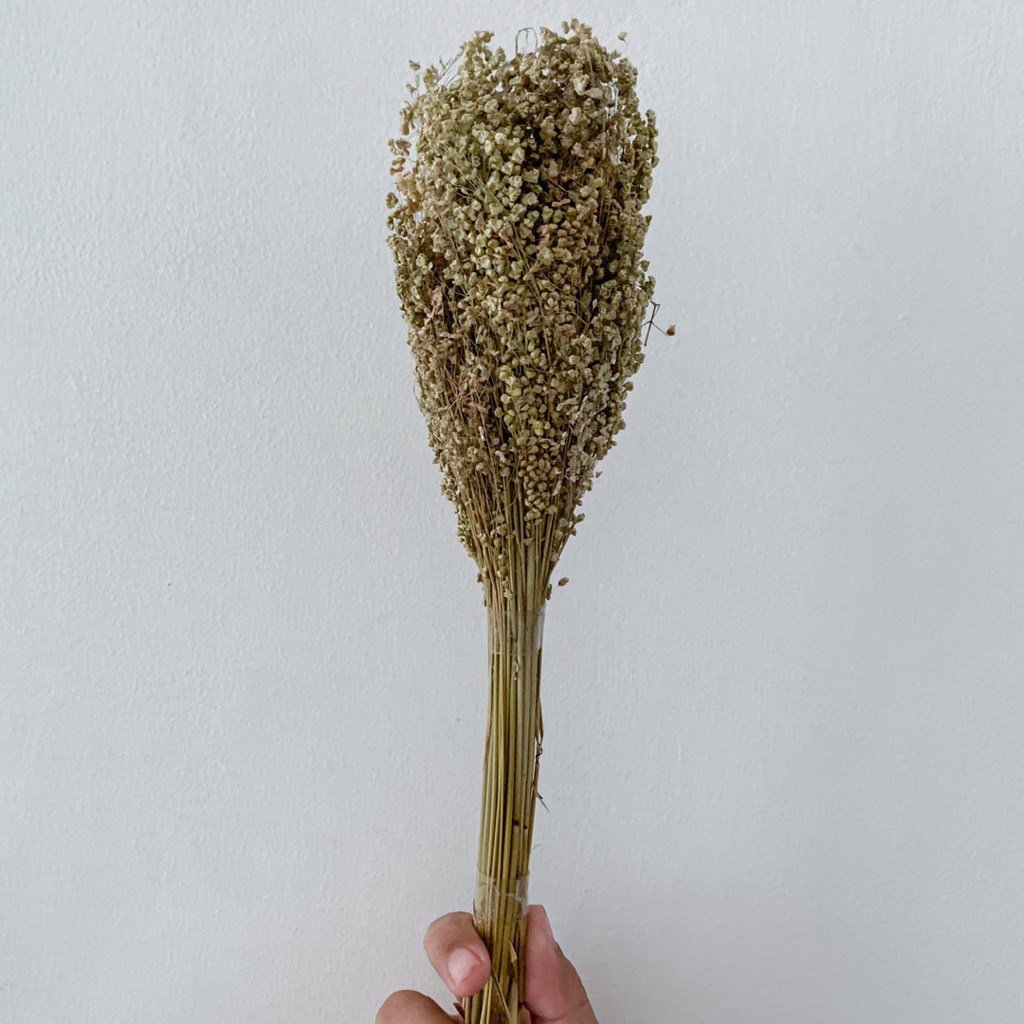 Bunga Wilderi Kering / Dried Flowers / Bunga Kering / Bunga Kering Hias untuk Dekorasi Ruangan