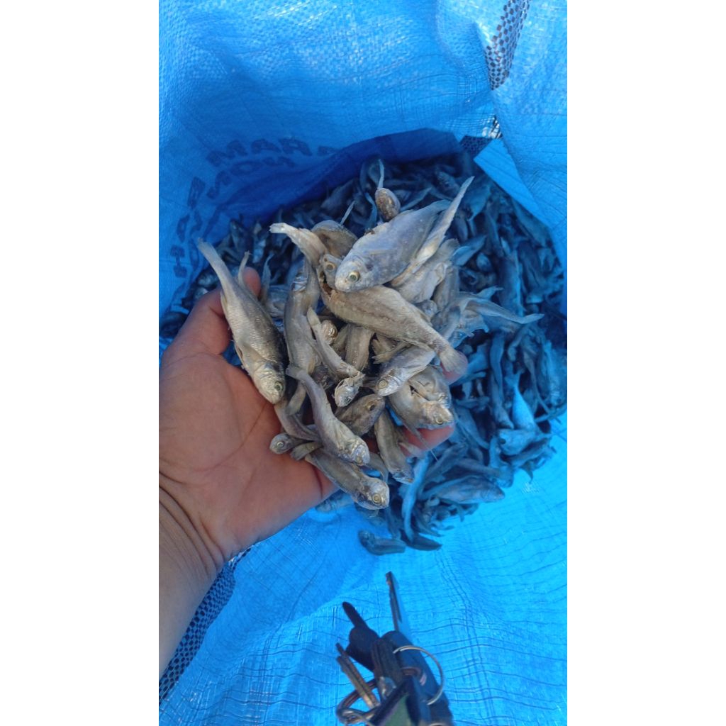 

gulama asin bulat kecil