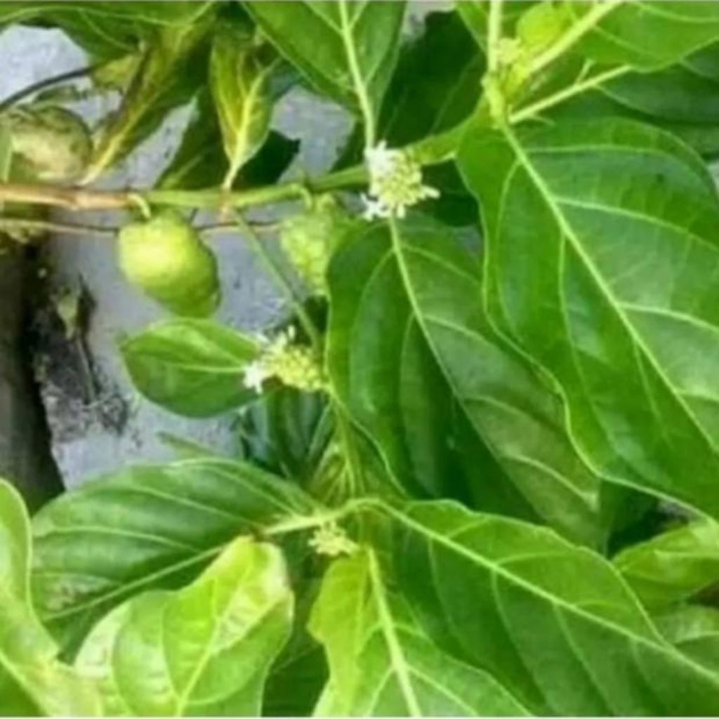 

Daun mengkudu (10 lembar)