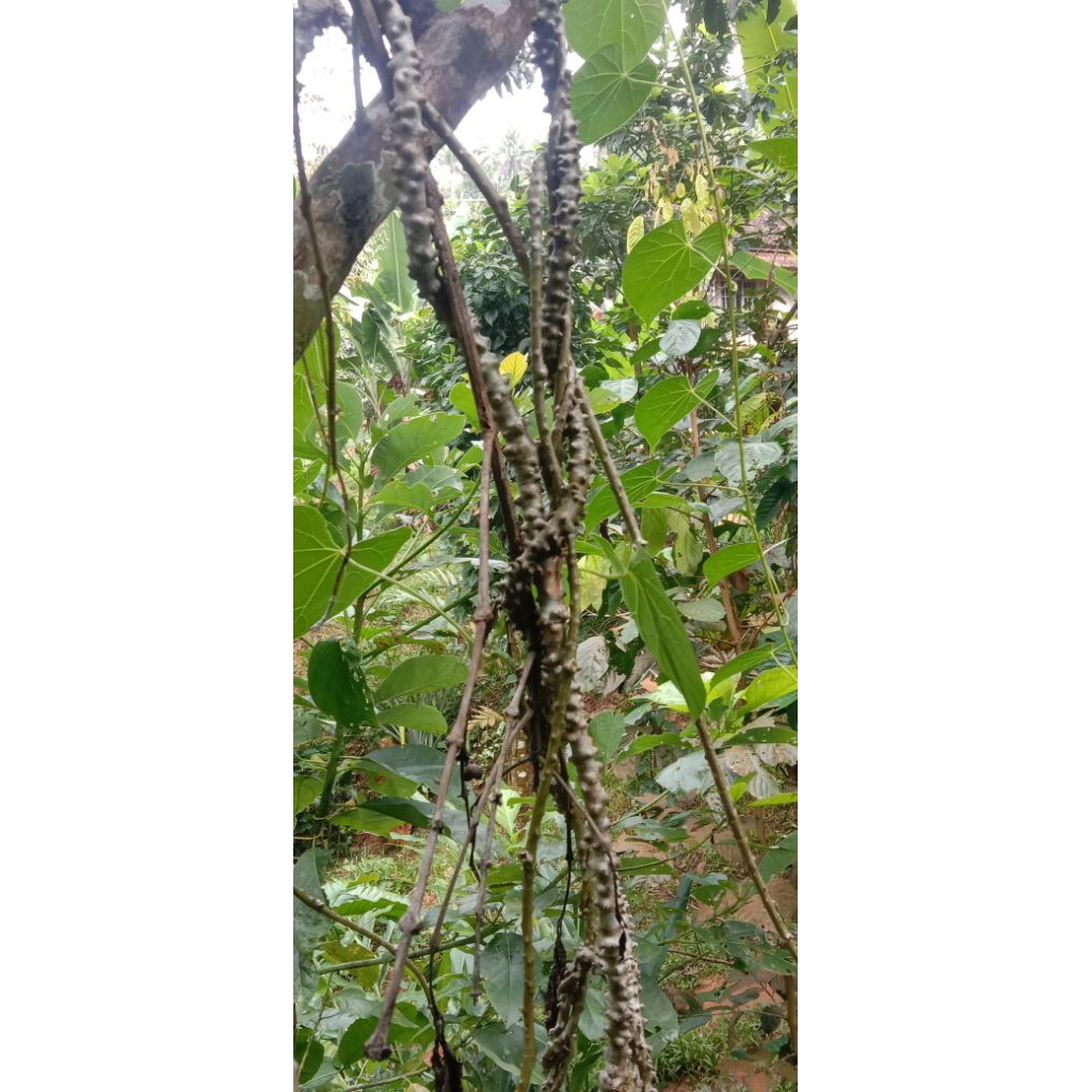 

botrowali jamu penambah napsu makan bisa untuk kisat anak 15 RB per 500 gram