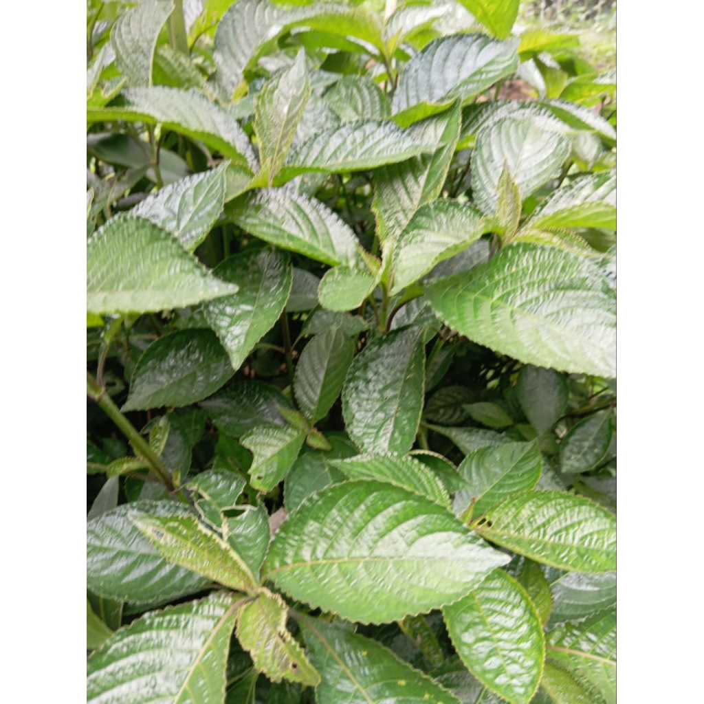 

paket hemat segar daun keji beling asli per 500gram