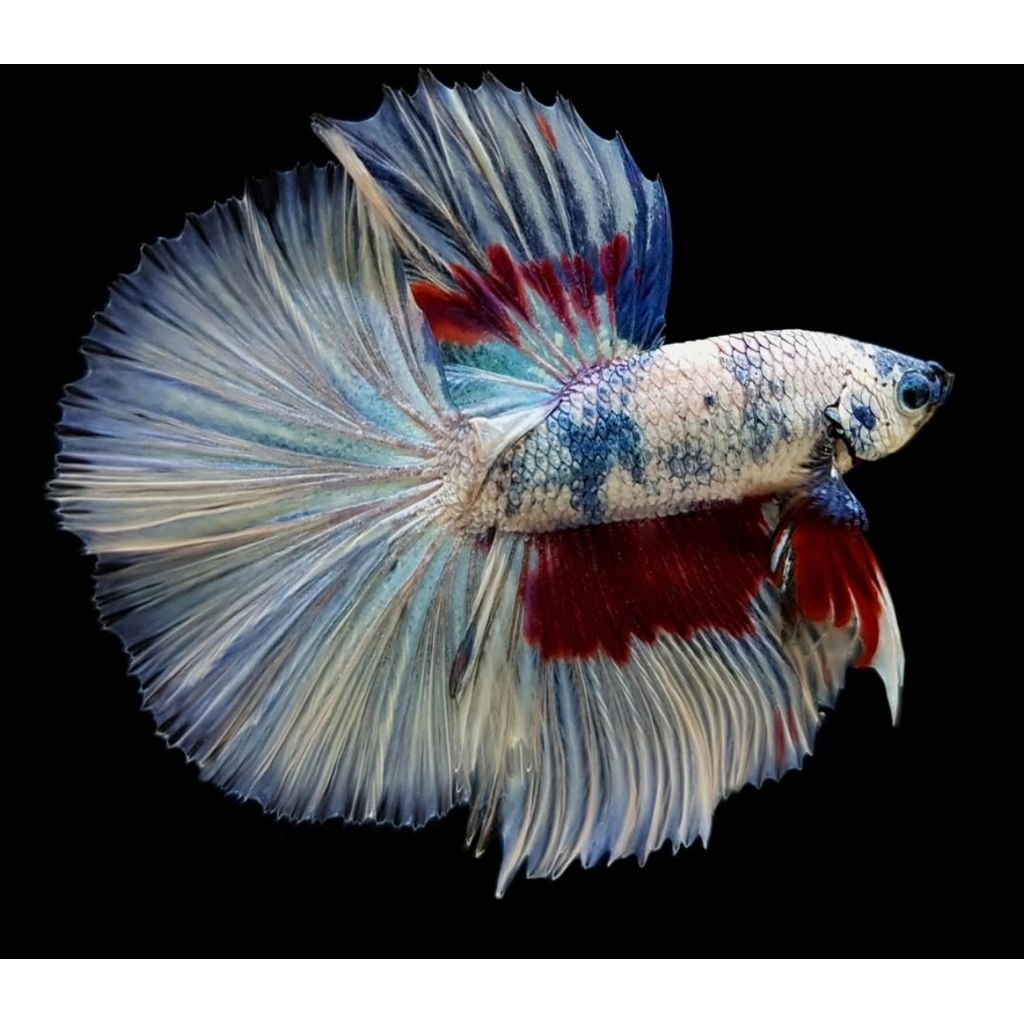 cupang multicolor halfmoon hiasan aquarium dekorasi aquascape air tawar