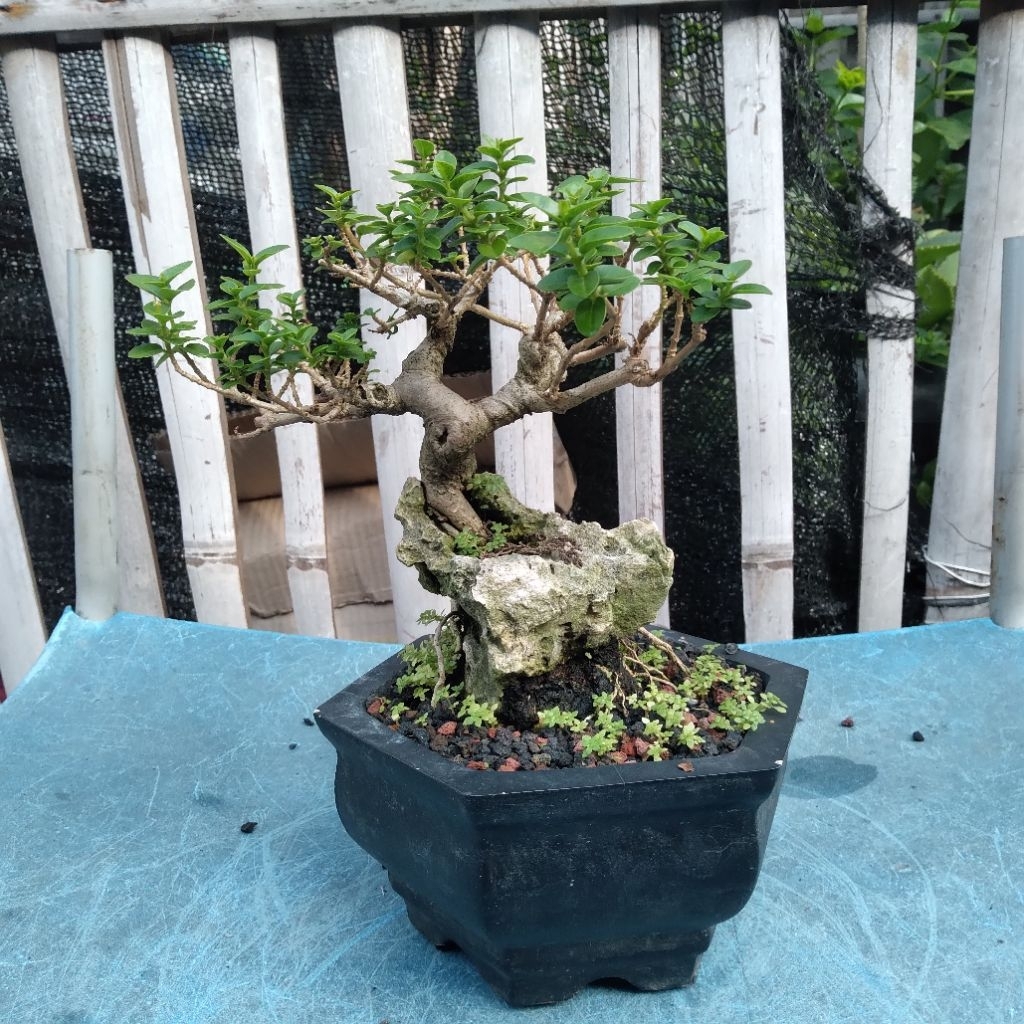 BONSAI SANCANG ON THE ROCK MAME