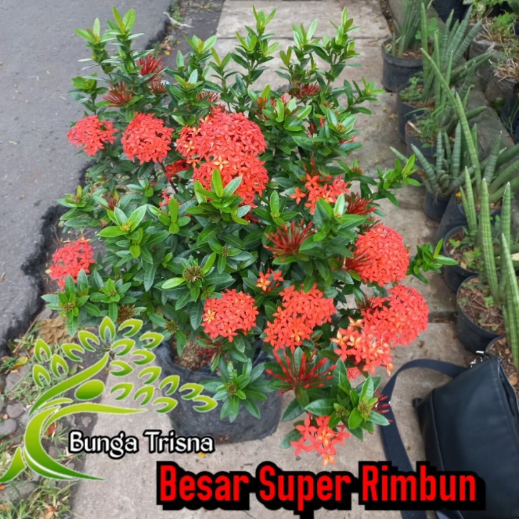 RIMBUN tanaman hias pohon bunga asoka besar super rimbun - bunga soka tinggi - asoka merah kuning