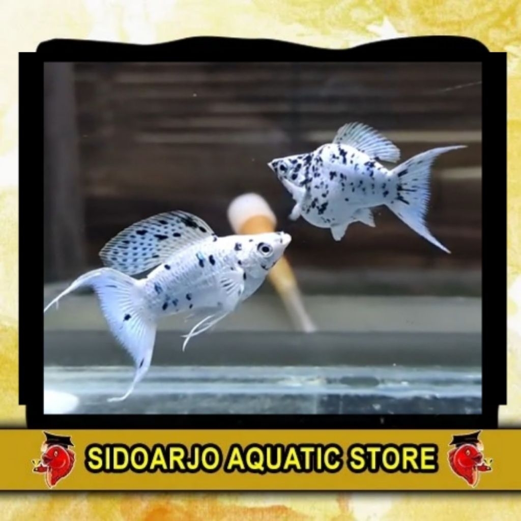 HIASAN AKUARIUM INDUKAN MOLLY BALON PLATINUM MARBLE CAWANG / MOLLY BALON PLATINUM MARBLE LYERTAIL