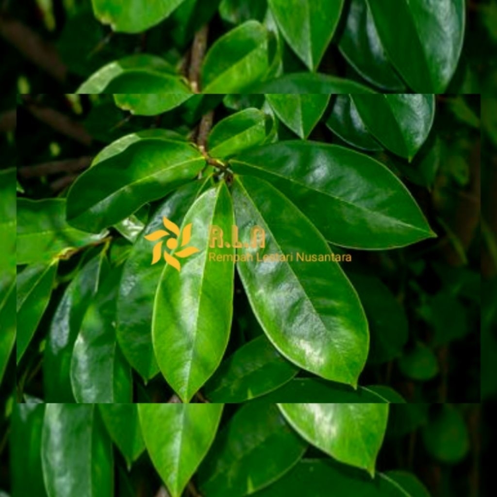 

DAUN SIRSAK SEGAR | langsung petik | Daun sirsak segar 100 lembar lebih