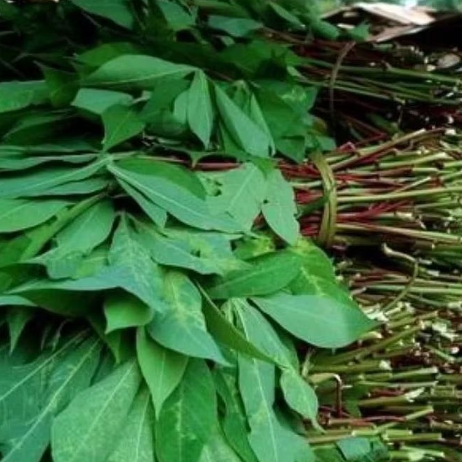 

Daun Singkong 1 ikat