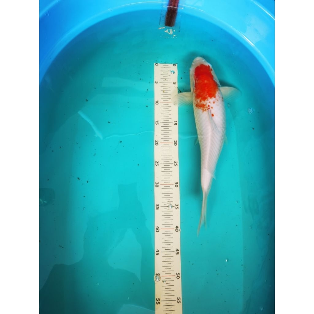 ikan koi asli blitar kohaku ukuran 30-40 cm