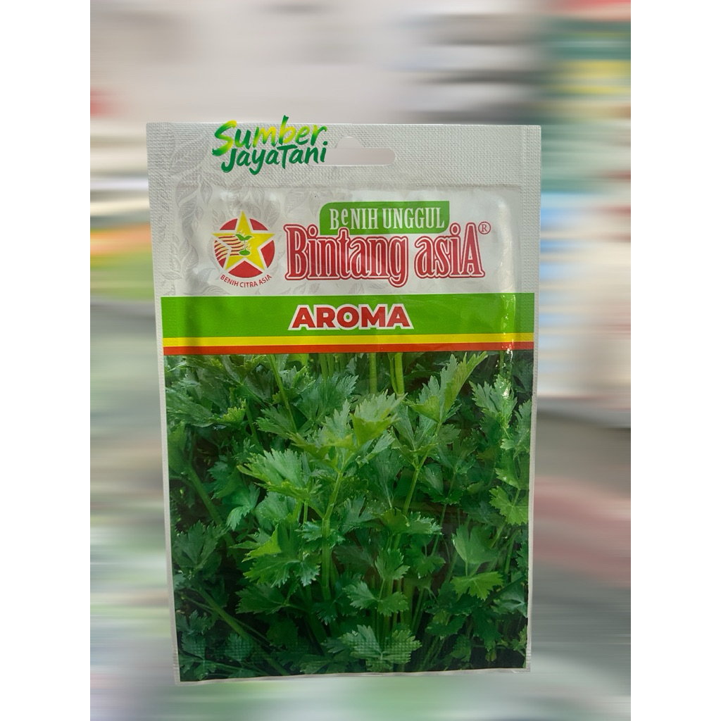 bibit daun seledri aroma bintang asia