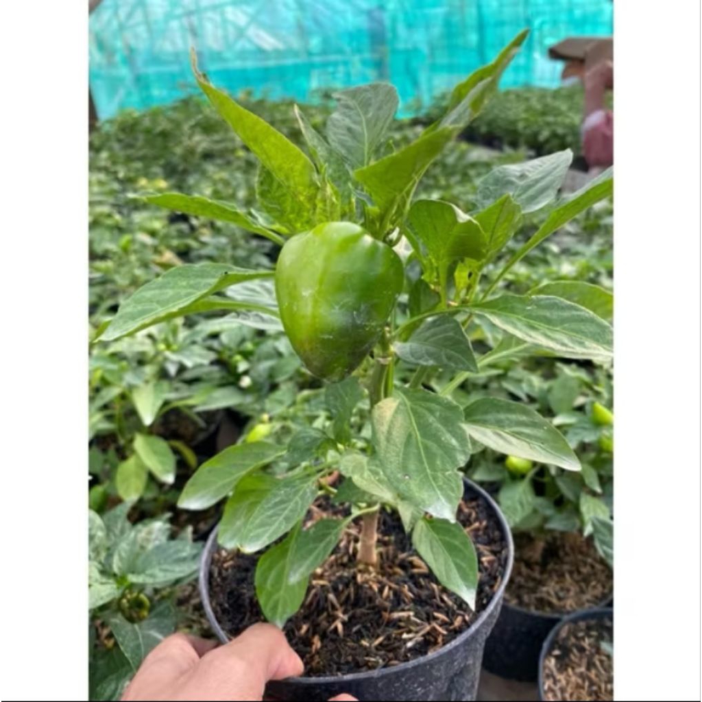 

Tanaman cabe Paprika cabe rasamanis,cabe meksiko