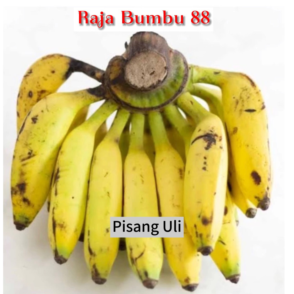

Pisang ULI