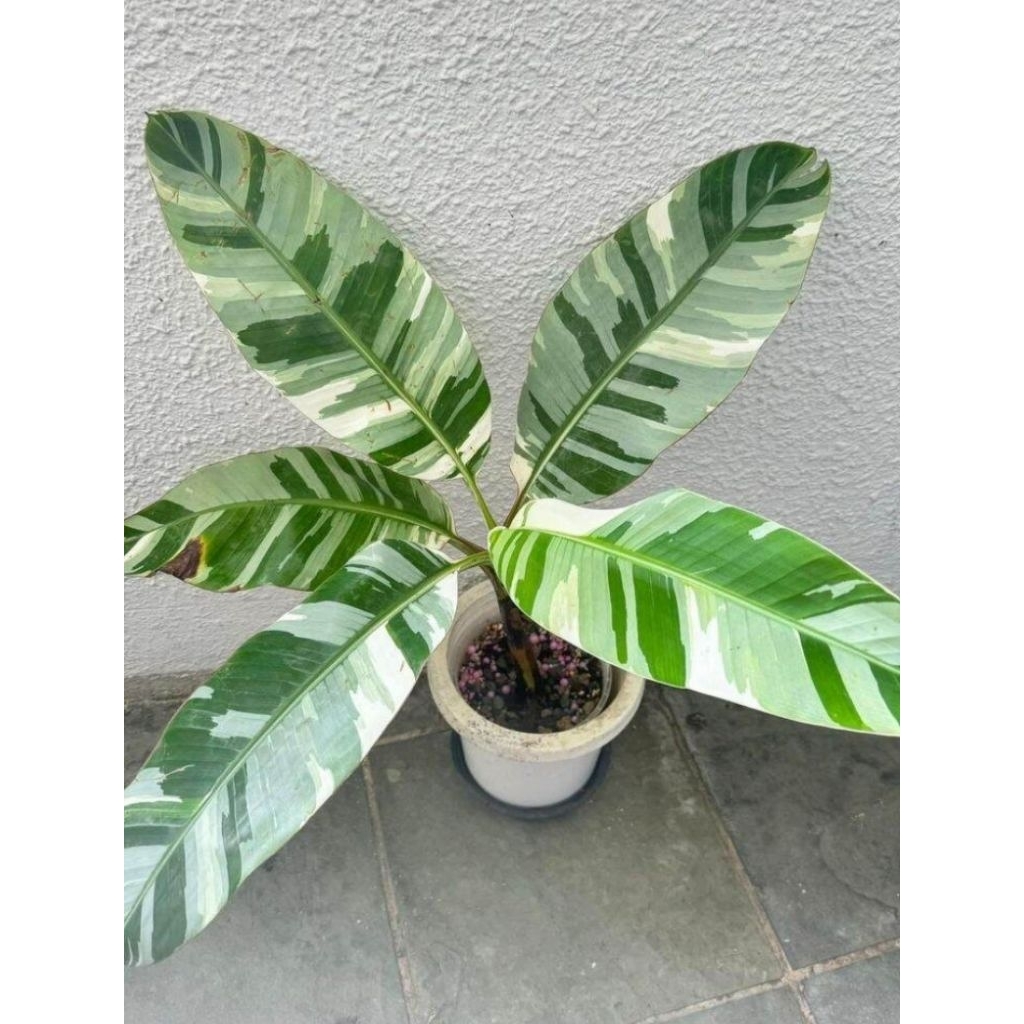 Terbaru Tanaman Hias Pisang Varigata - Tanaman Hias Musa variegata