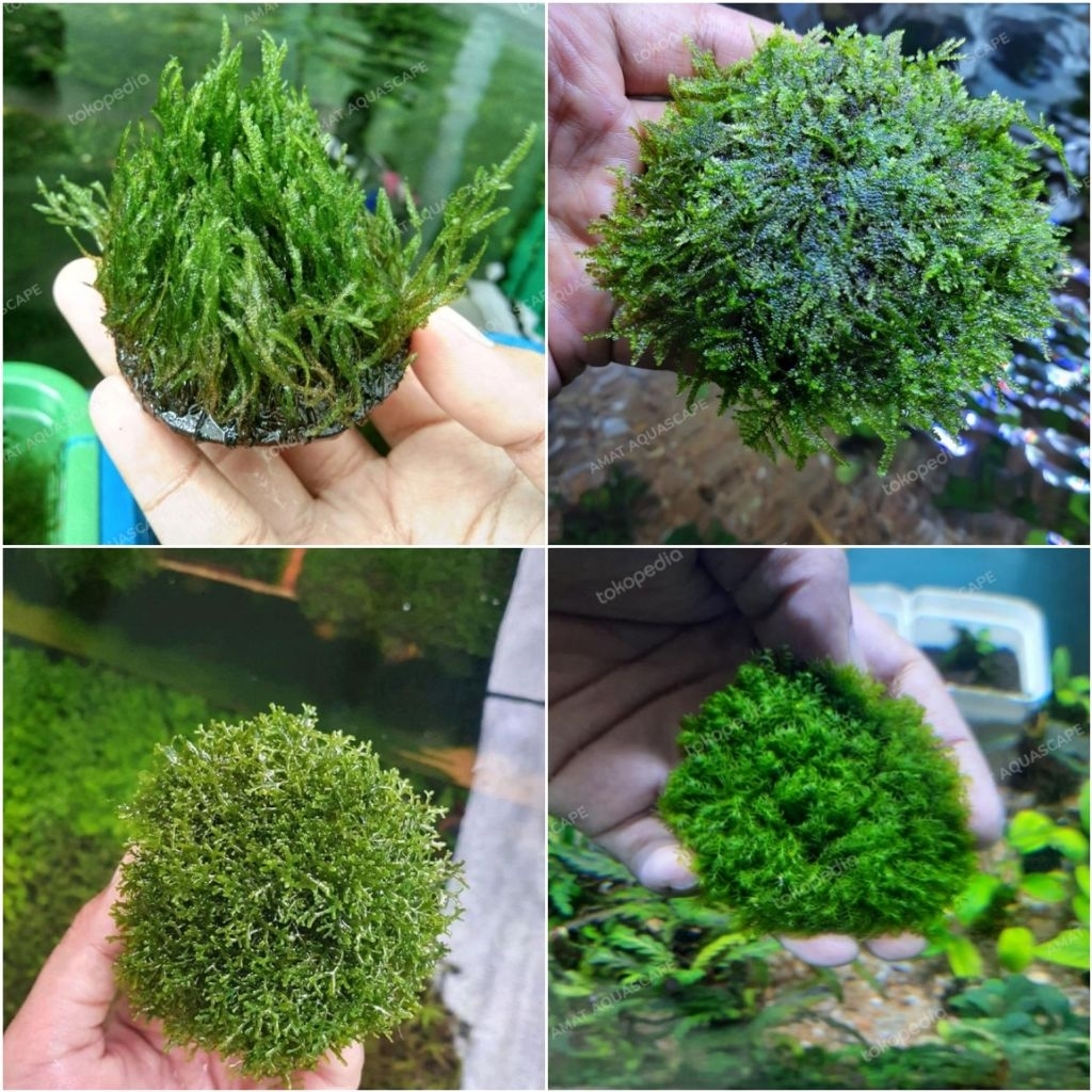 Ornamen Moss Media Batok | Flame Weeping Mini xmast Ricardia Fissiden | Hiasan akuarium Aquascape