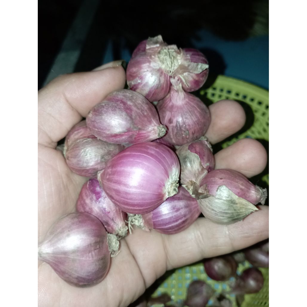 

Bawang Merah 1Kg fress