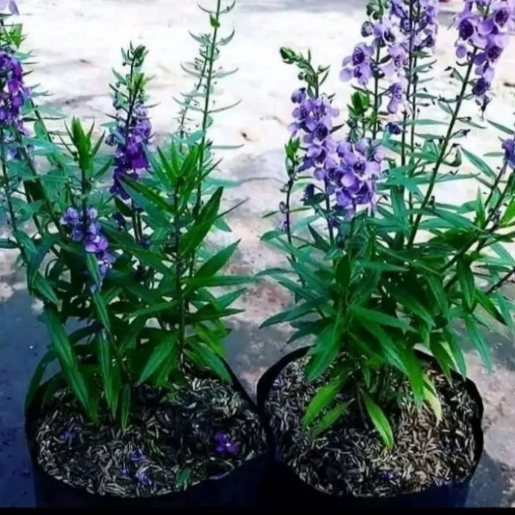 bibit lavender berbunga