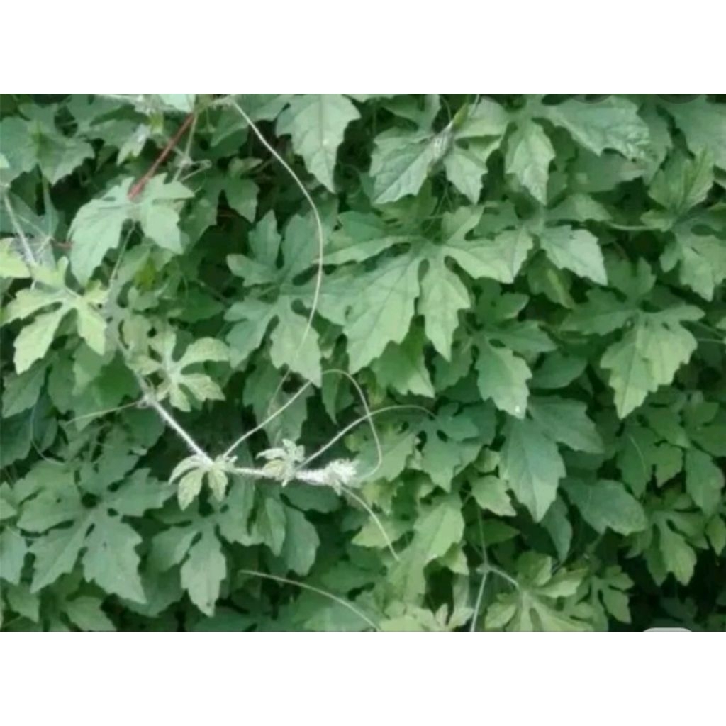 

daun paria hutan gengge atau pare 500 grm