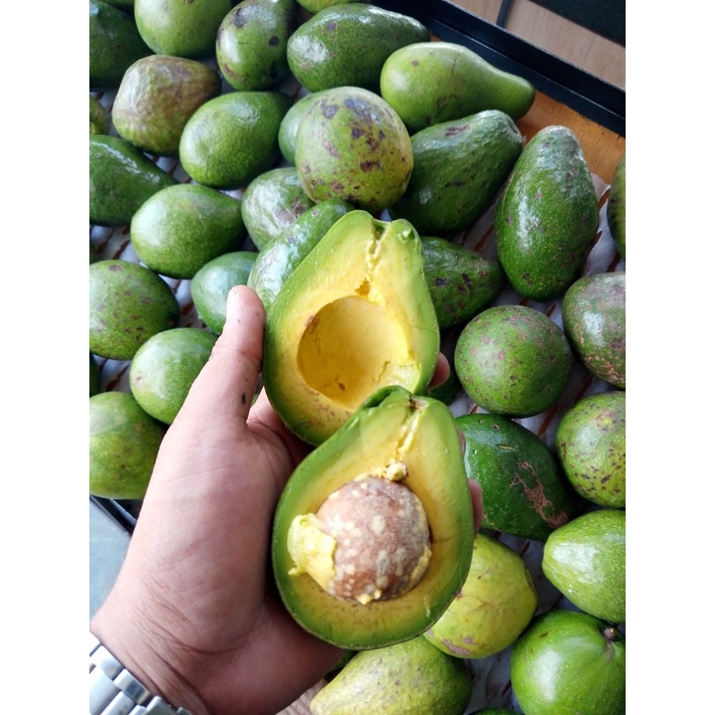 

Alpukat mentega lokal