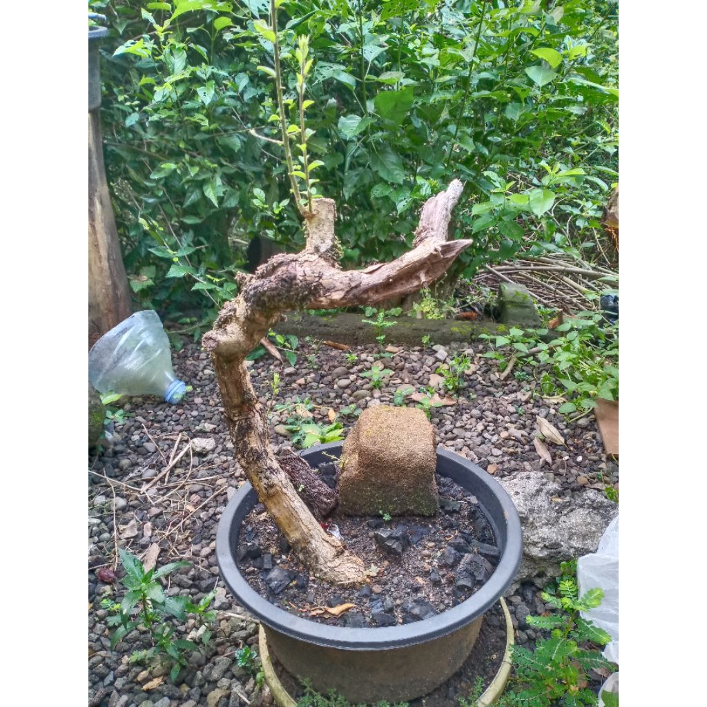bahan bonsai sisir bunjin