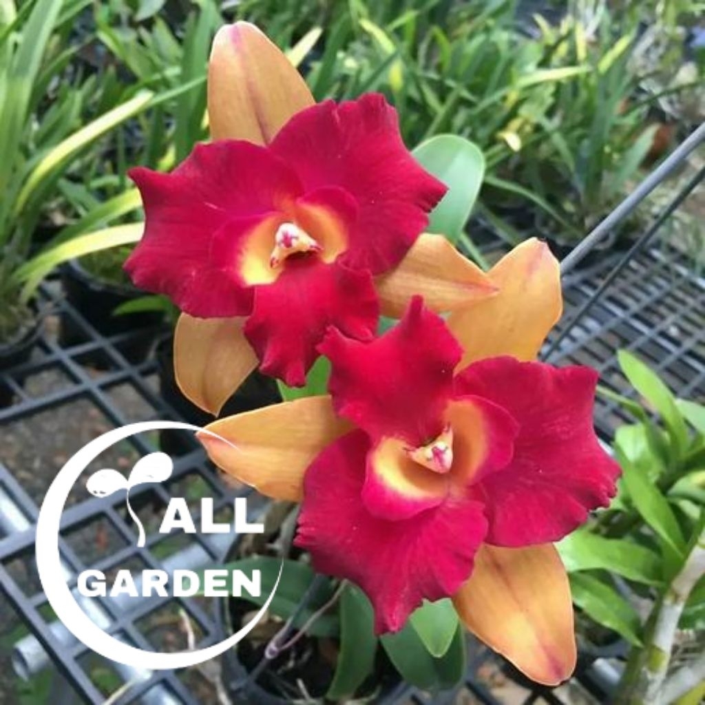 Tanaman Hias Anggrek Dendrobium Remaja Red Yellow