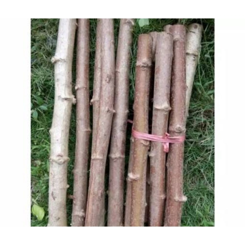 

MURAH!!1KG BATANG KETELA POHON