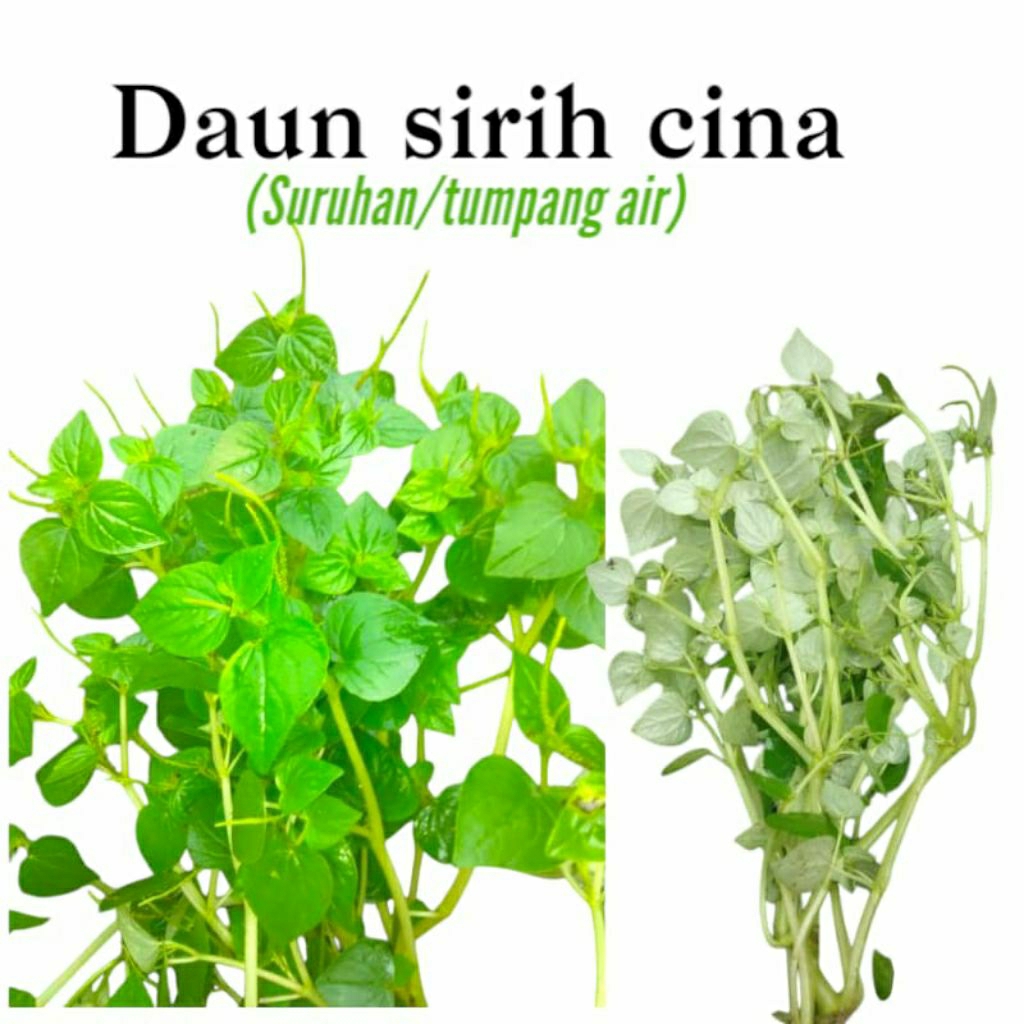 

sirih cina (Peperomia pellucida) daun suruhan | tumpang air fress 100gram