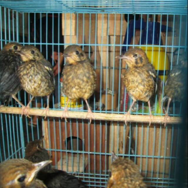 Anis Merah Trotol Jantan Ring Arie Singaraja / JRS Palmerah