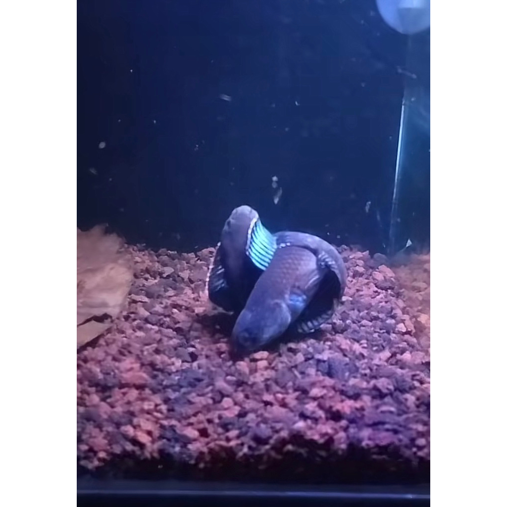 Box isi Pair C.Andrao(sepasang) uk 9-10cm