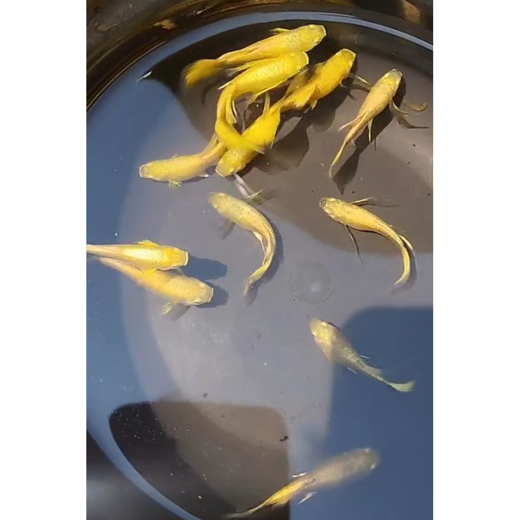Hiasan aquarium ikan Guppy full gold line Vietnam