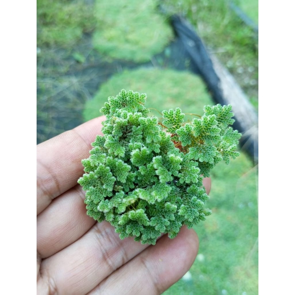 Benih Azola - Benih Azolla - Bibit Azola