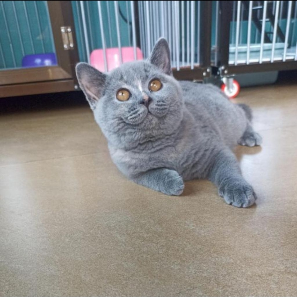 KUCING BSH KITTEN ANAK KUCING IMPORT RUSSIA BERSURAT