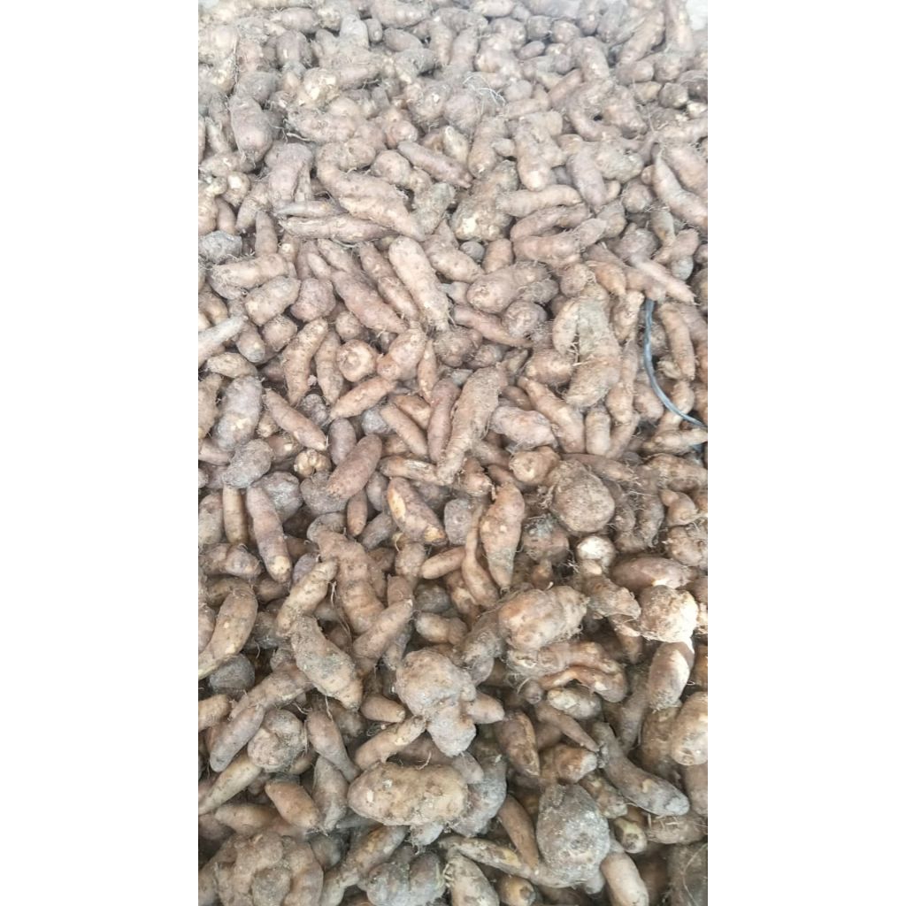 

KENTANG HITAM JAWA/KENTANG KLICI 1kg