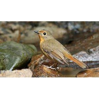 Tledekan Gunung Ori Banyuwangi Betina Palmerah