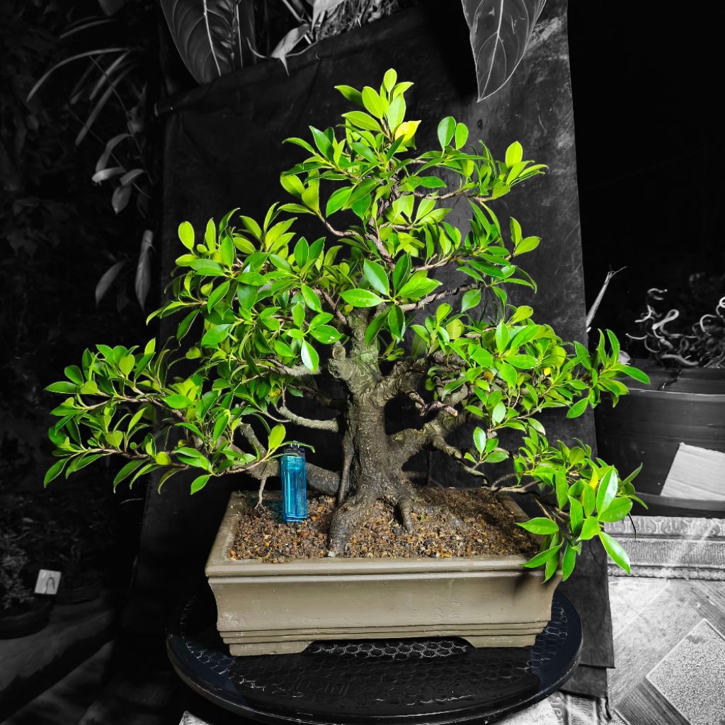 BONSAI BERINGIN FICUS KIMENG MICRO CARPA MEDIUM REAL PICT