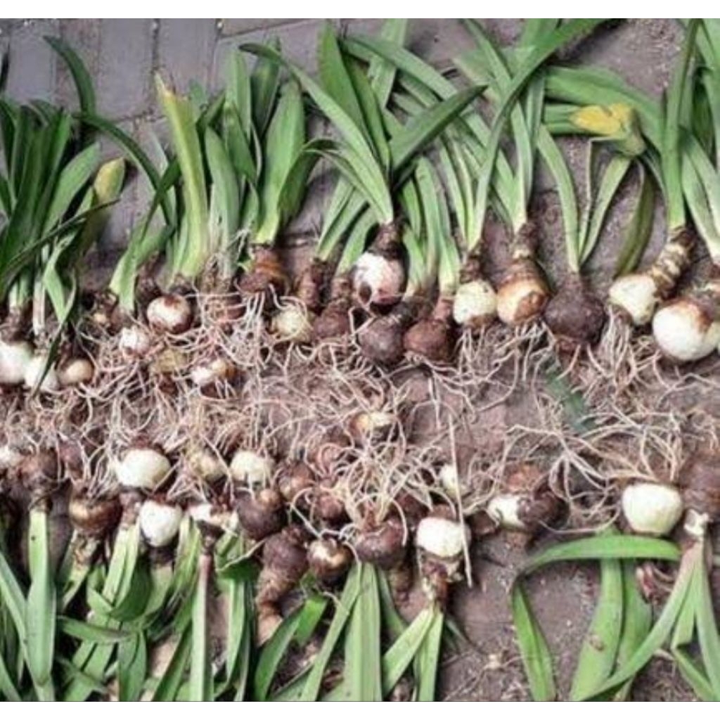 

Umbi Bakung super bibit umbi Bakung segar 1 kg