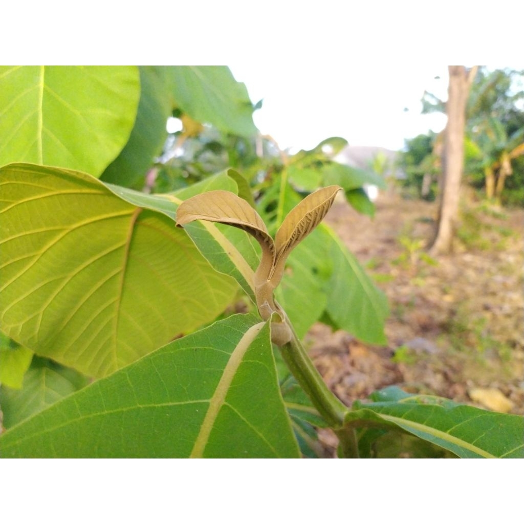 

Pucuk Tunas Jati Muda (pewarna Merah)