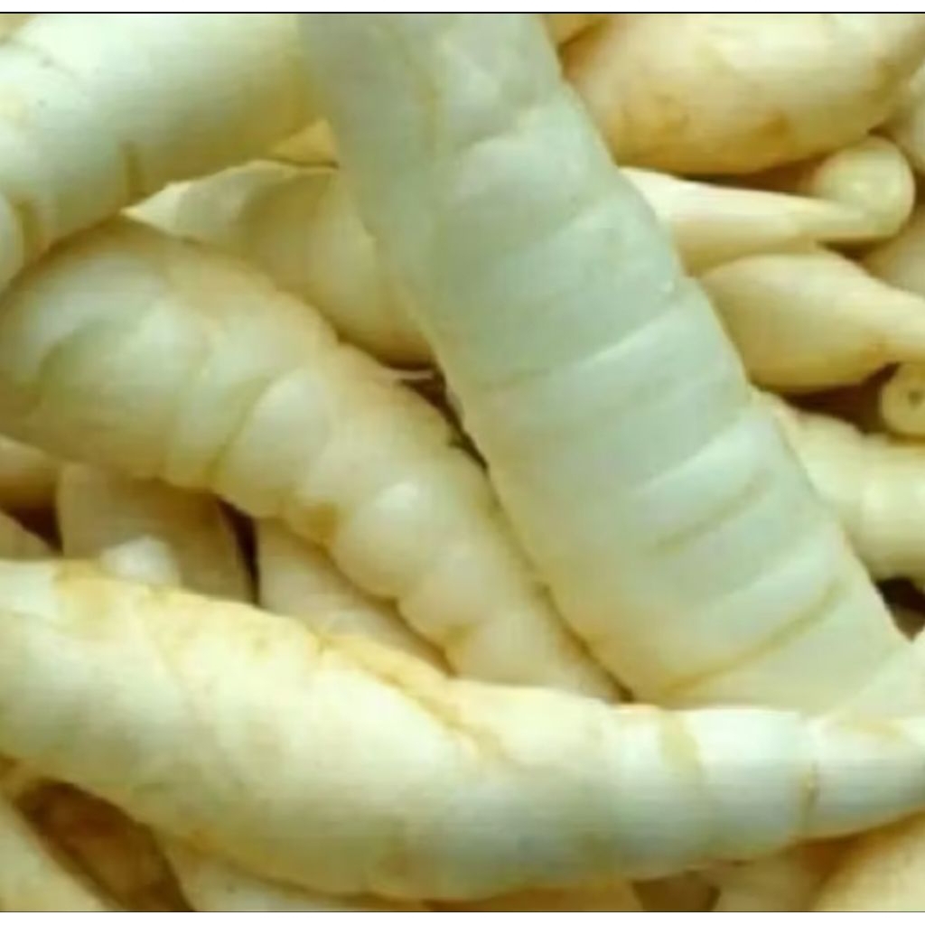 

umbi Garut segar Fresh 1kg kaya nutrisi