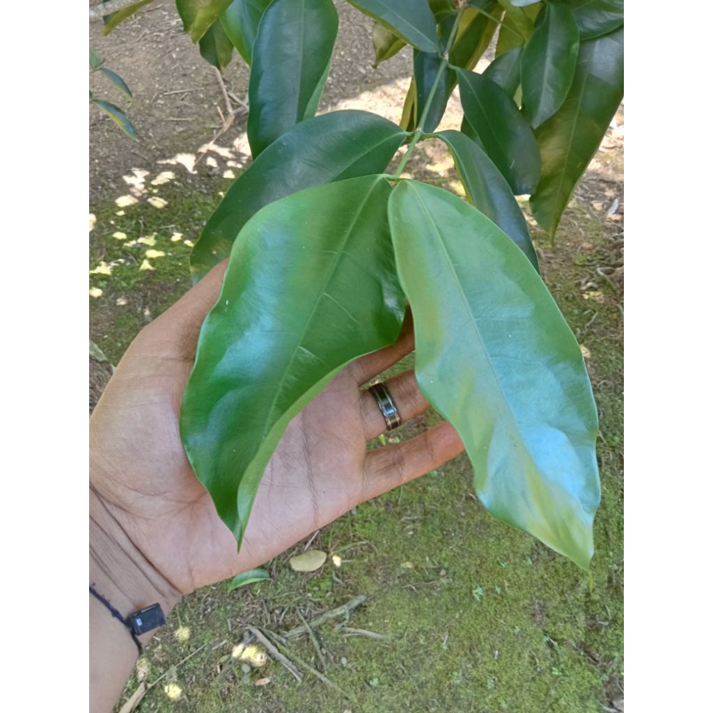 

Daun melinjo-daun tangkil-daun so di jual per 100gram