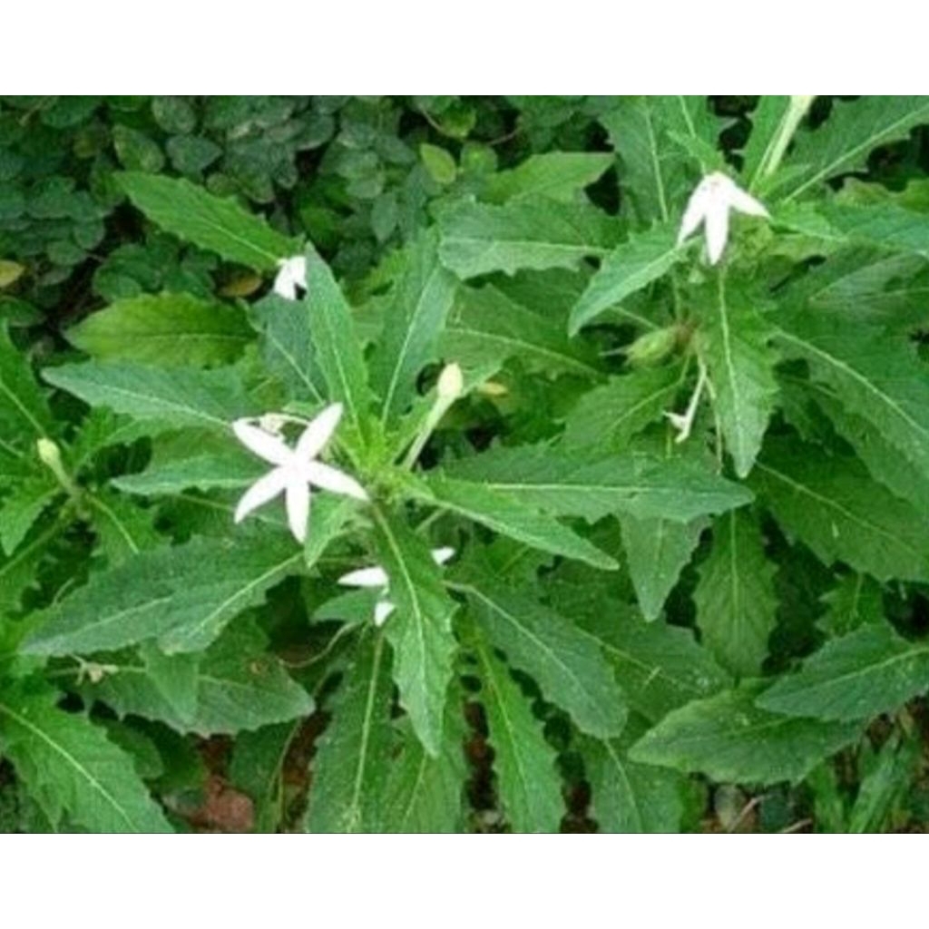 

Daun korejat/isotoma logiflora