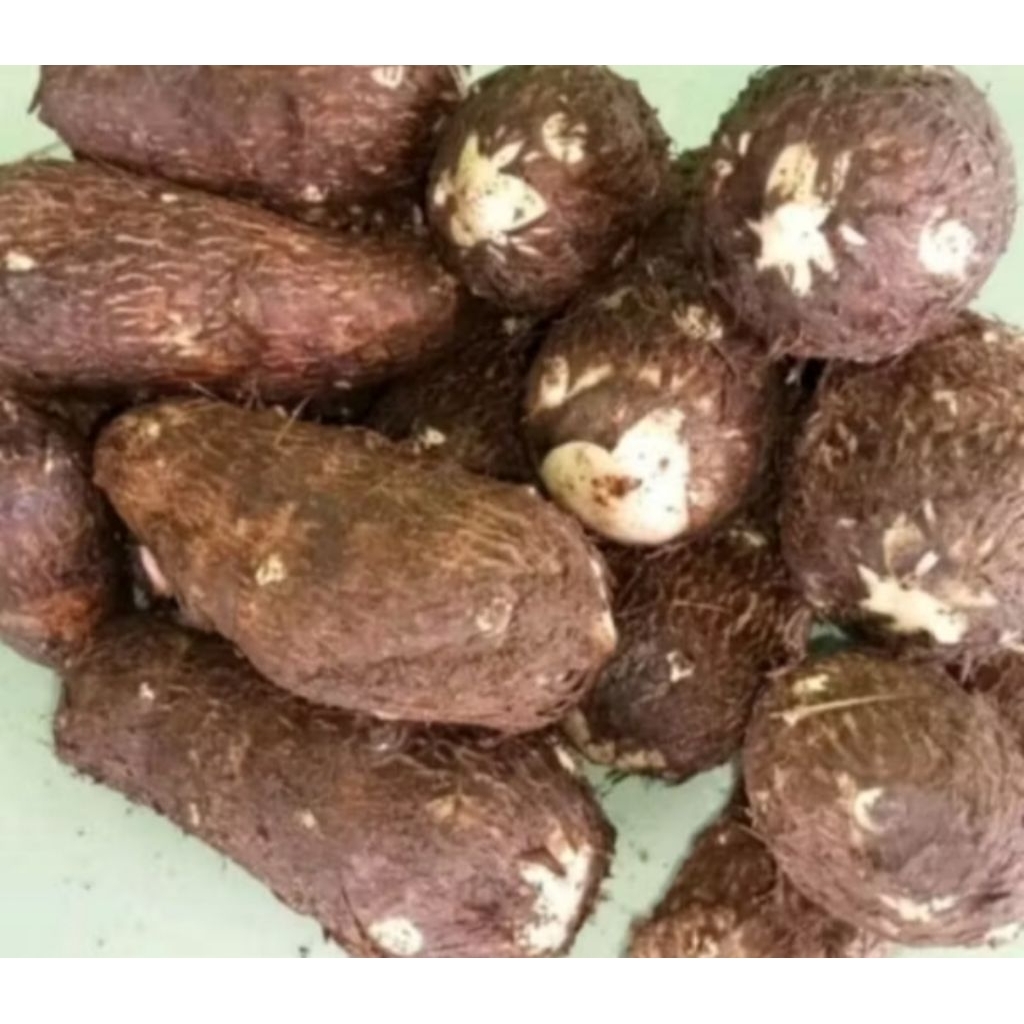 

Umbi Talas kimpul Talas lembut Talas berkualitas bahan olahan makanan tradisional per 1kg