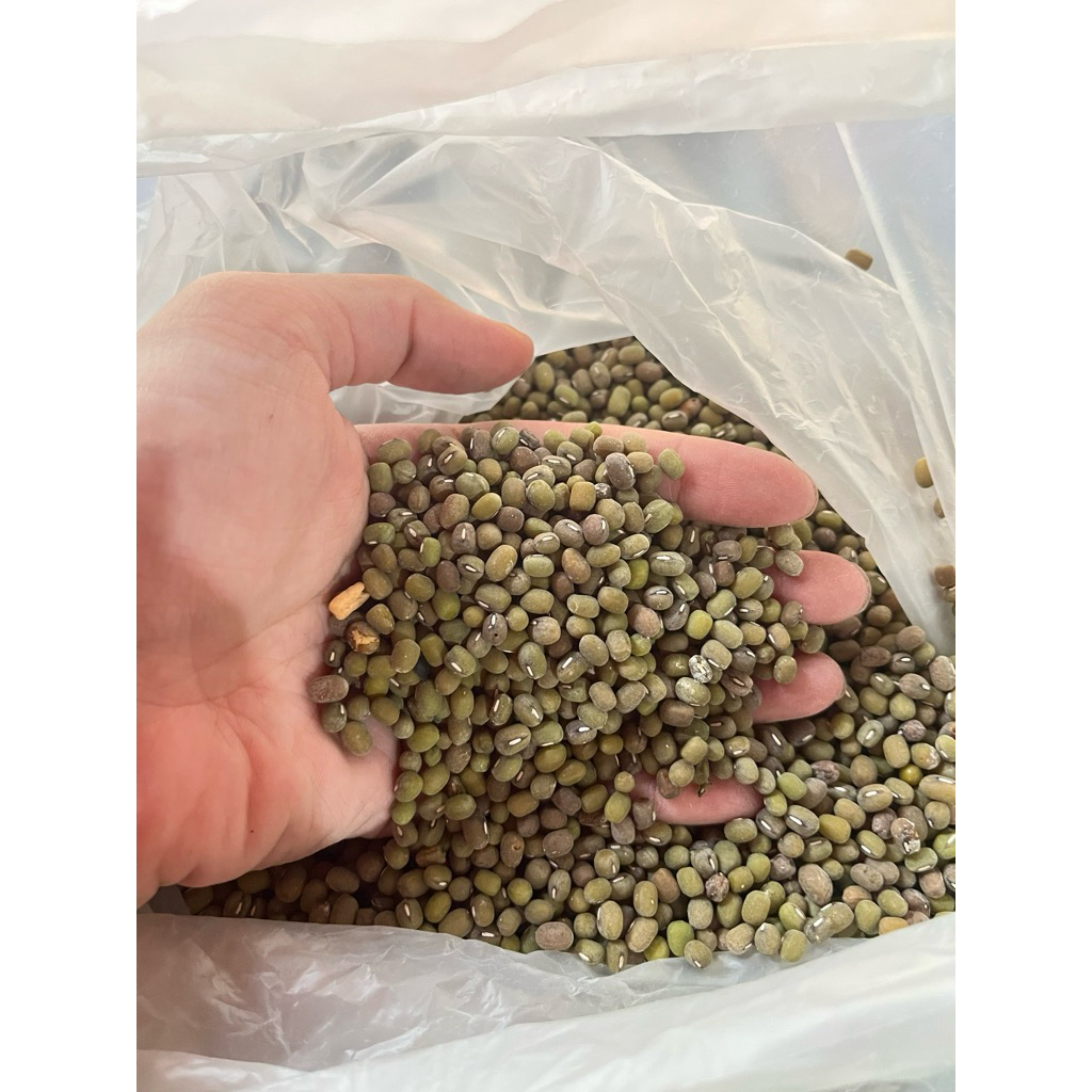 

kacang hijau timbangan