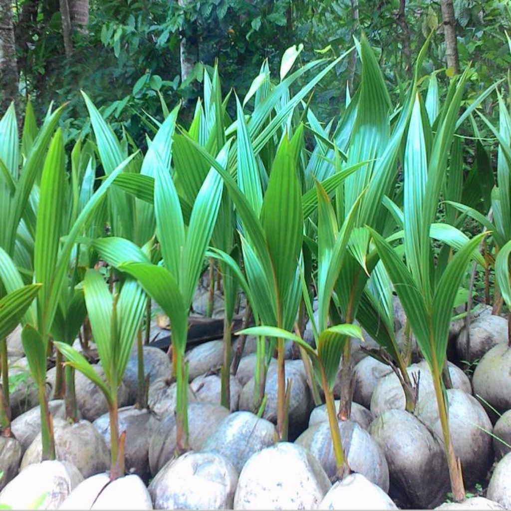 

kelapa pendek genjah