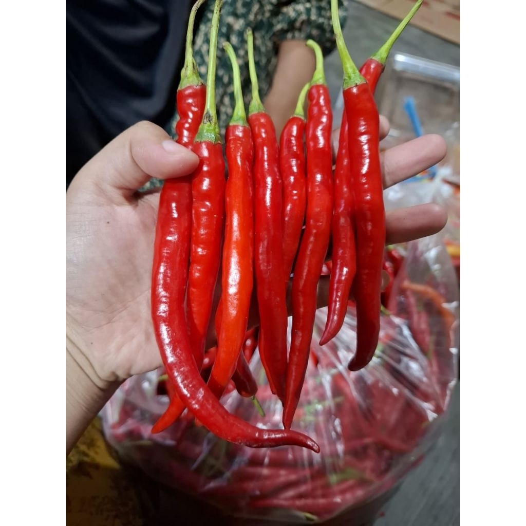

cabai besar