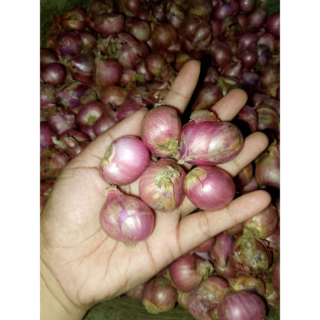 

Bawang merah brebes berkualitas