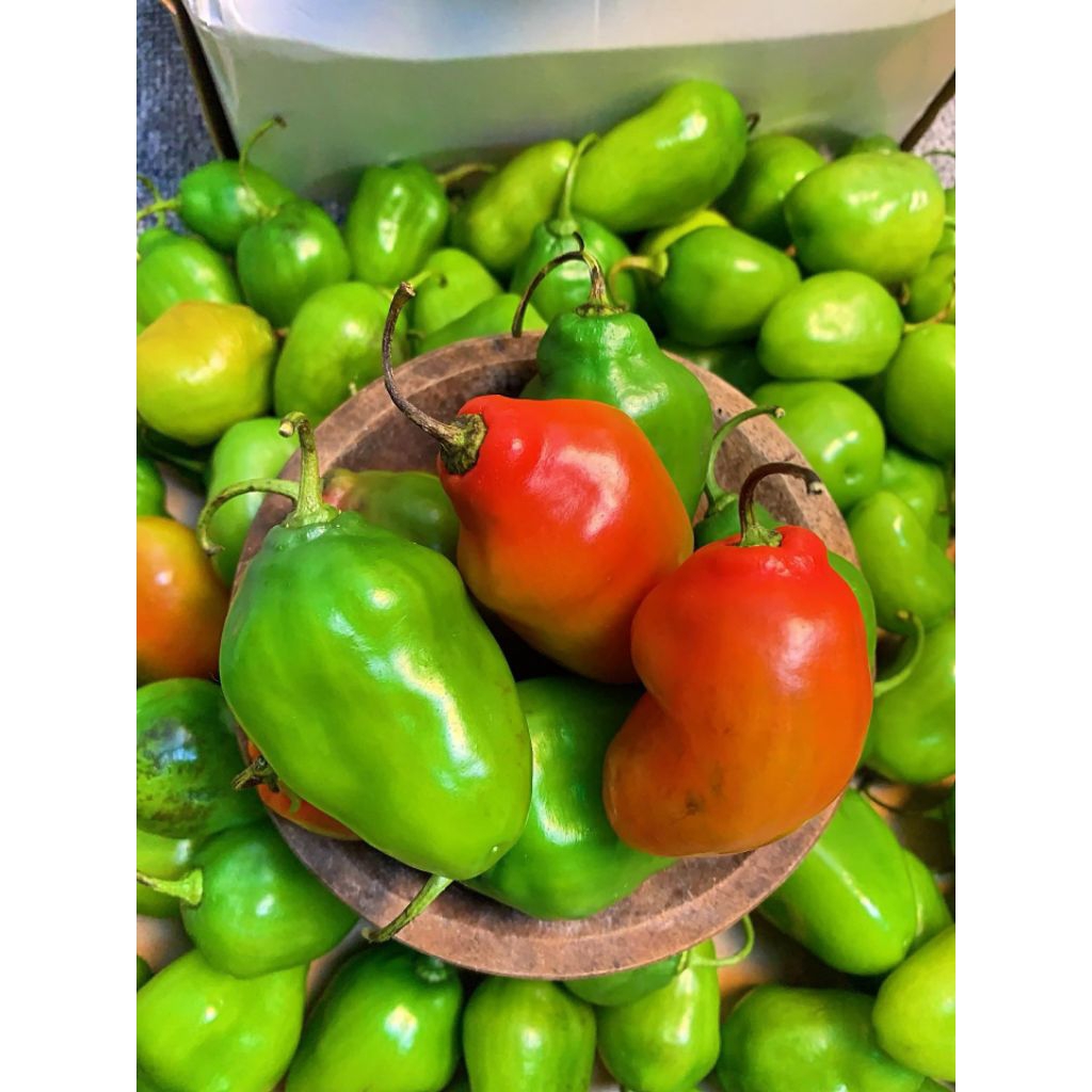 

Cabe Cabai Gendot Besar Fresh Teh Santi