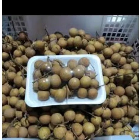 

Buang klengkeng