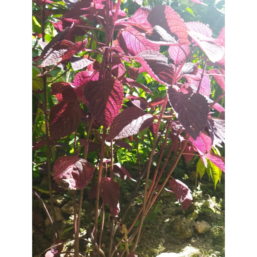 

daun jawer koyok 250 gram